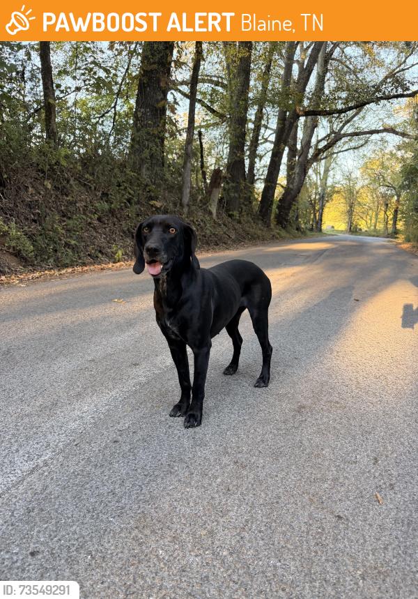 Found/Stray Female Dog last seen Mitchell Ln., Blaine, TN 37709