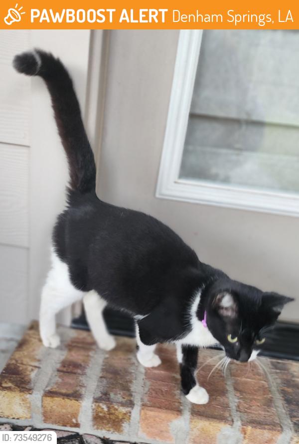 Found/Stray Male Cat last seen Lockhart @ Dunn rd, Denham Springs, LA 70726