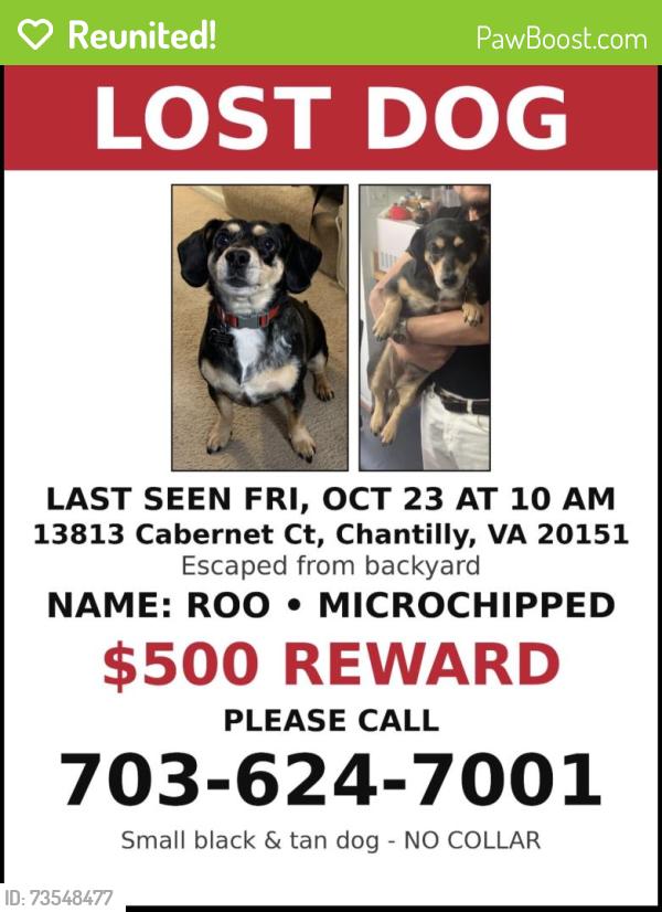 Reunited Female Dog last seen Cabernet Ct and Galesbury Ln, Chantilly, VA 20151