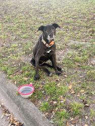 Reunited Female Dog last seen Wild Heron Road and Rice Mill Southern Plantation, Savannah, GA 31419