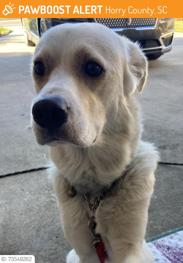 Found/Stray Female Dog last seen Long Bay Golf Club, Horry County, SC 29568