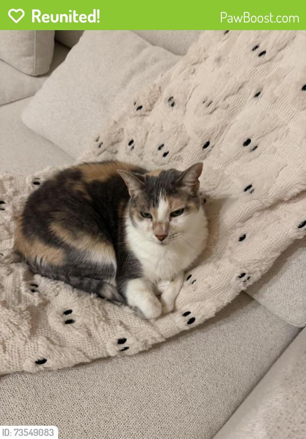 Reunited Female Cat last seen Lisson Rd, Naperville, IL 60565