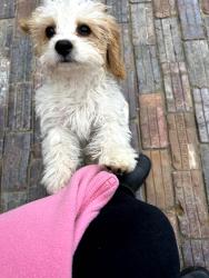 Lost Female Dog last seen Alleyway of 589 e 2nd ave, Columbus, OH 43201