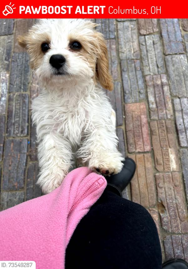 Lost Female Dog last seen Alleyway of 589 e 2nd ave, Columbus, OH 43201
