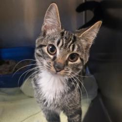 Shelter Stray Male Cat last seen , 54687 Co Rd 19, Bristol, IN 46507, USA