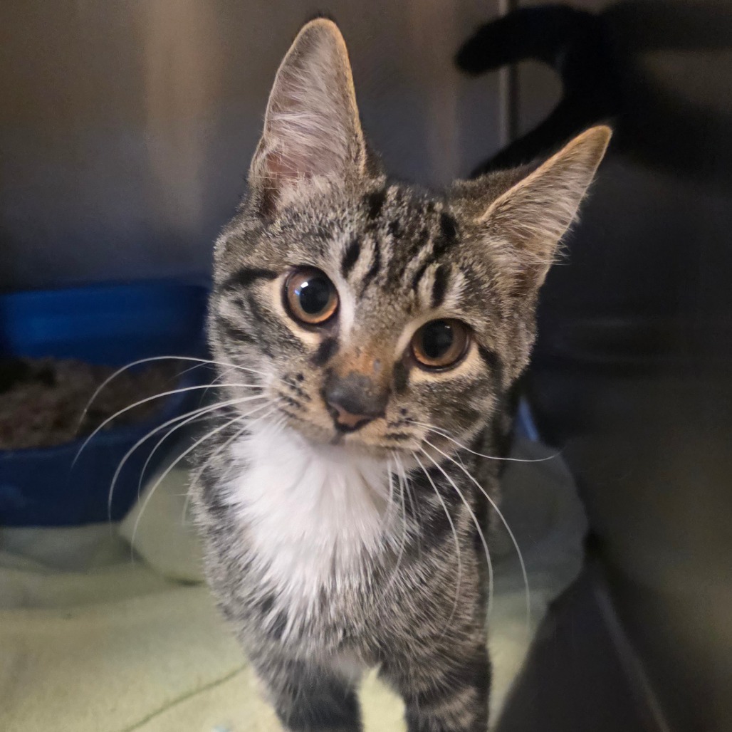 Shelter Stray Male Cat last seen , 54687 Co Rd 19, Bristol, IN 46507, USA