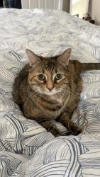 Reunited Female Cat last seen Near Sulgrave Ct, Sterling, VA 20165, USA, Sterling, VA 20165