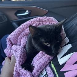 Shelter Stray Unknown Cat last seen , 980 Guilford College Rd, Greensboro, NC 27409, USA