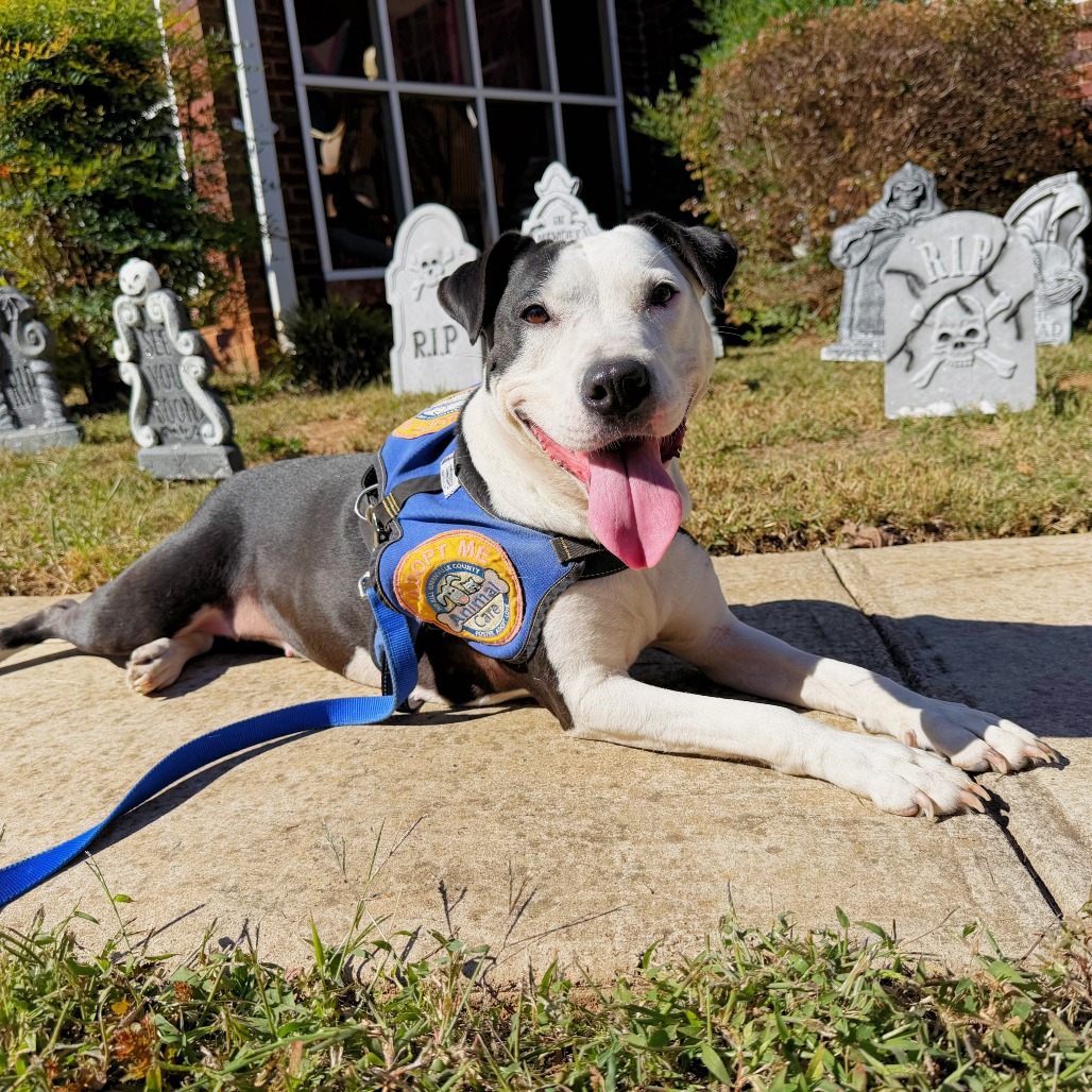 Shelter Stray Female Dog last seen , 328 Furman Hall Rd, Greenville, SC 29609, USA