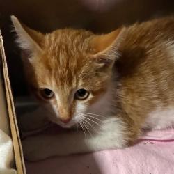 Shelter Stray Male Cat last seen , 1013 Garfield St, Oak Park, IL 60304, USA