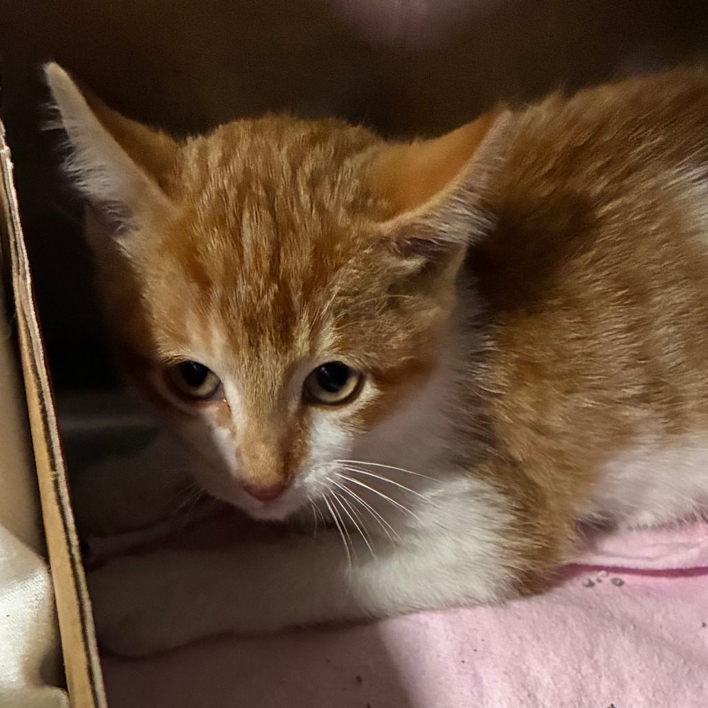 Shelter Stray Male Cat last seen , 1013 Garfield St, Oak Park, IL 60304, USA
