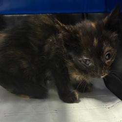 Shelter Stray Female Cat last seen , 1013 Garfield St, Oak Park, IL 60304, USA