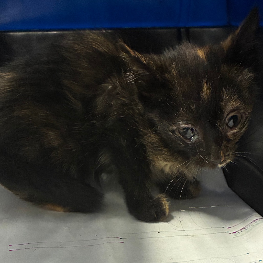 Shelter Stray Female Cat last seen , 1013 Garfield St, Oak Park, IL 60304, USA
