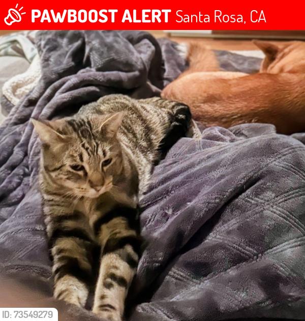 Lost Male Bird last seen Park Vista Ct and Sumner, Santa Rosa, CA 95405