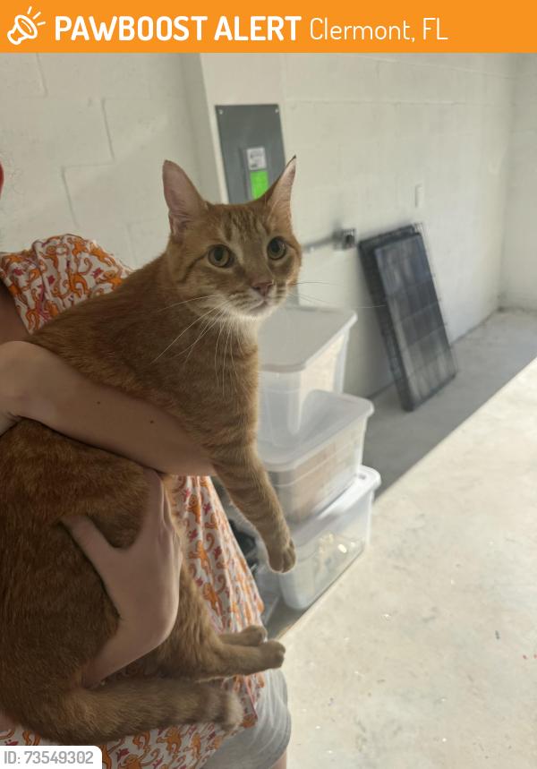 Found/Stray Unknown Cat last seen Wellness way, Clermont, FL 34714