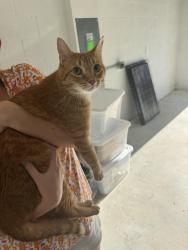 Found/Stray Unknown Cat last seen Wellness way, Clermont, FL 34714