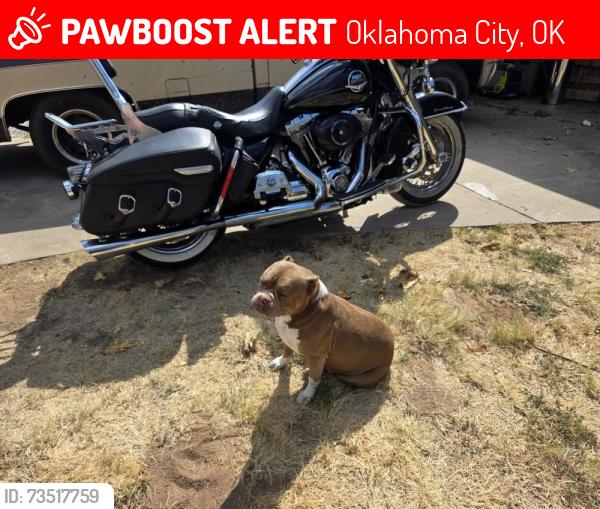 Lost Female Dog last seen Se 59th and post, Oklahoma City, OK 73150