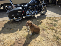 Lost Female Dog last seen Se 59th and post, Oklahoma City, OK 73150
