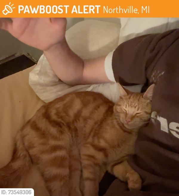 Found/Stray Male Cat last seen 7 Mile and Silver Springs Drive, Northville, MI 48167