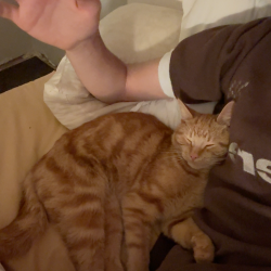 Found/Stray Male Cat last seen 7 Mile and Silver Springs Drive, Northville, MI 48167