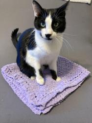 Lost Male Cat last seen Near 59th ave, Queens, NY 11373