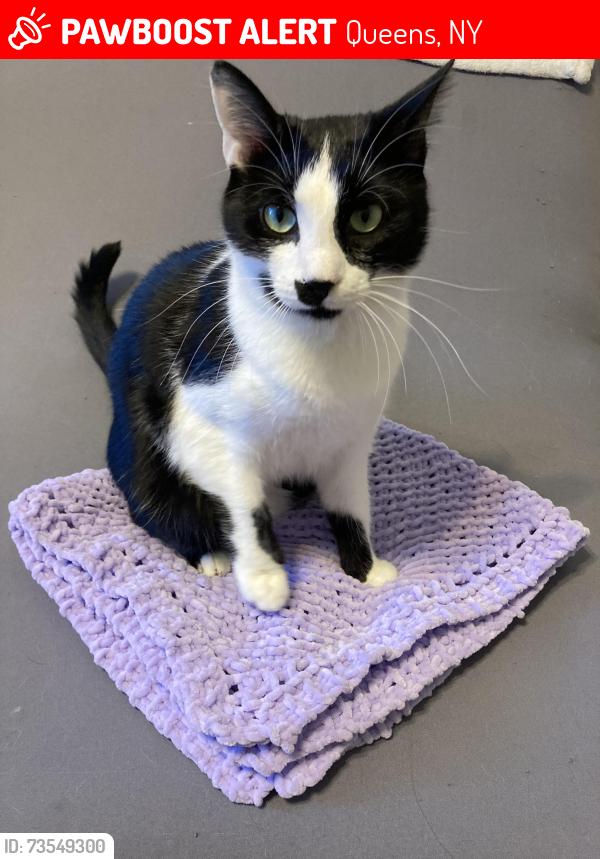 Lost Male Cat last seen Near 59th ave, Queens, NY 11373