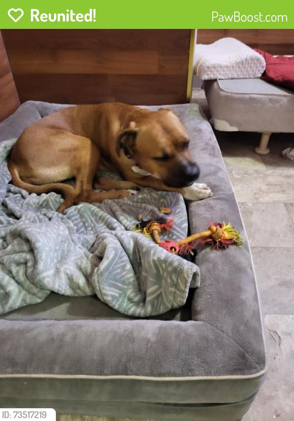 Reunited Male Dog last seen Albert st and 1st Ave n giant tiger, Regina, SK S4R 2M2