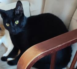 Reunited Male Cat last seen Ballard St and Brown St, Harvest Bend Subdivision, Wylie, TX 75098