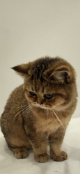 Reunited Unknown Cat last seen 59th street and Lexington ave, New York, NY 10022