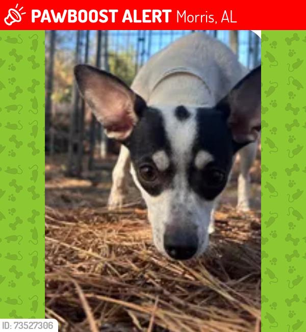 Lost Female Dog last seen Jackson rd, Morris, AL 35116