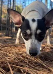 Lost Female Dog last seen Jackson rd, Morris, AL 35116