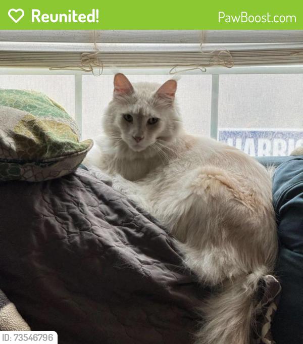 Reunited Male Cat last seen 5th Ave S Irondale Alabama, Irondale, AL 35210