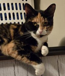 Lost Female Cat last seen county rd 50, Colchester, England 