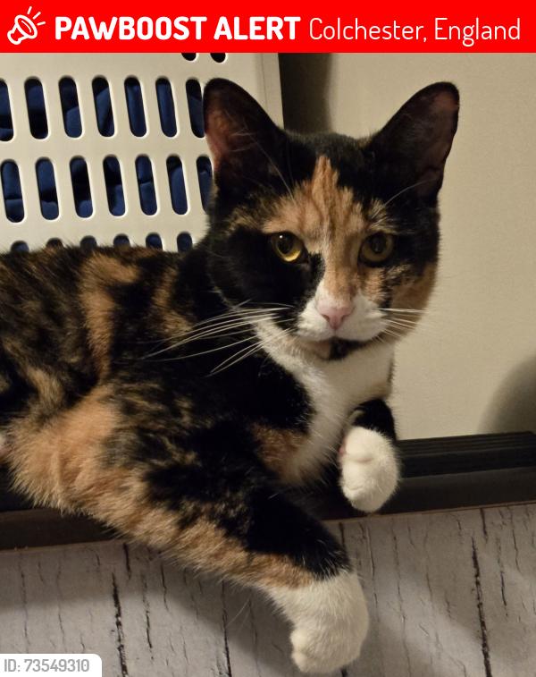Lost Female Cat last seen county rd 50, Colchester, England 