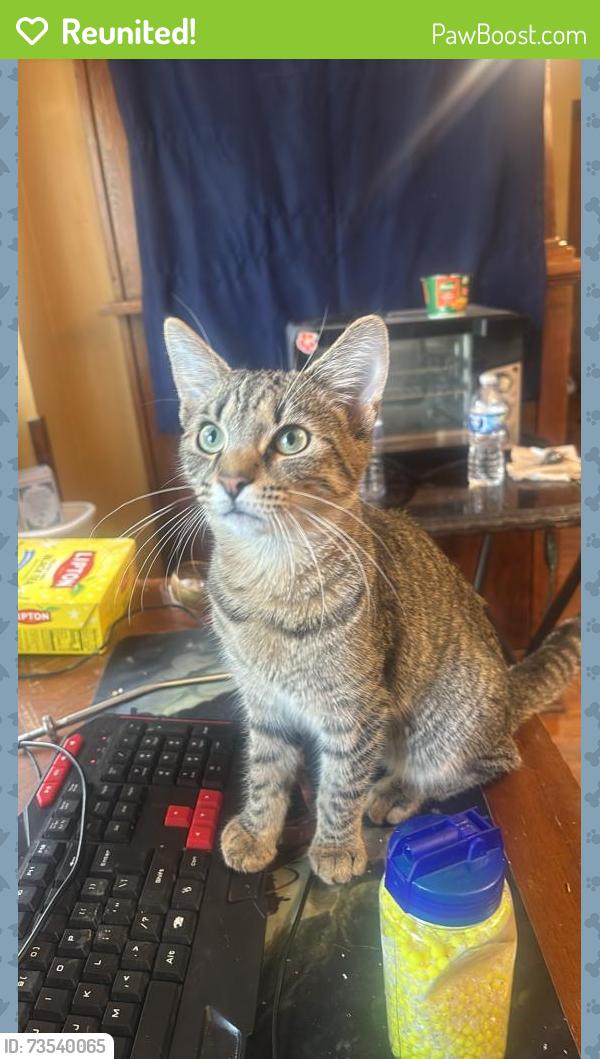 Reunited Male Cat last seen Near, Indianapolis, IN 46201
