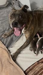 Lost Female Dog last seen Havana and 6th Ave., Aurora, CO 80010