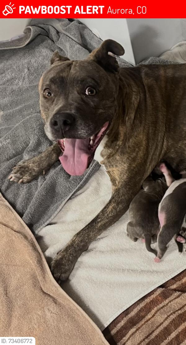 Lost Female Dog last seen Havana and 6th Ave., Aurora, CO 80010