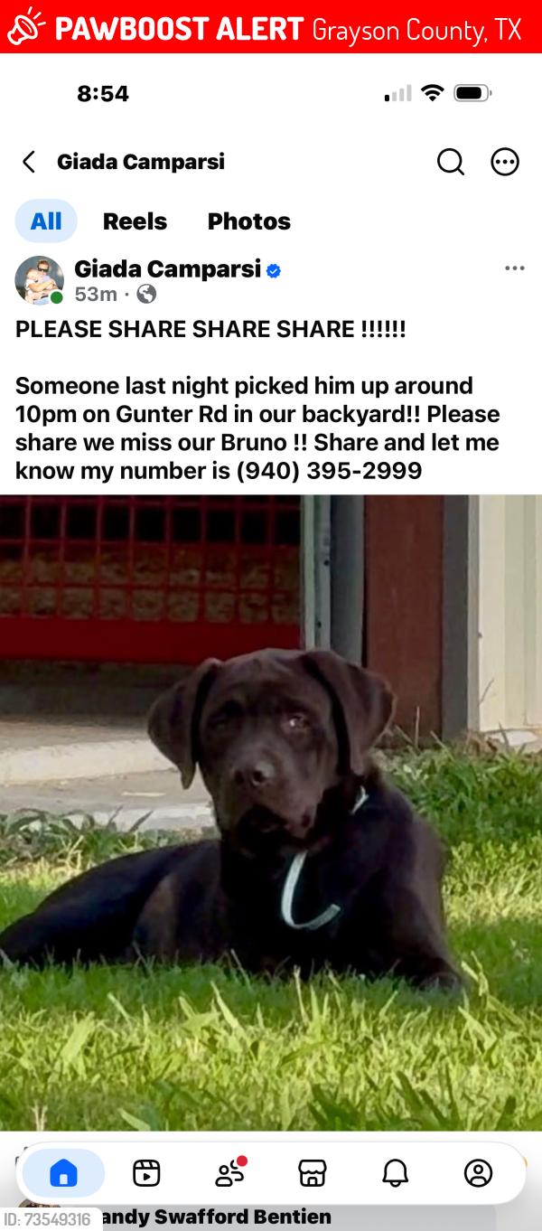 Lost Male Dog last seen Gunter Road, Grayson County, TX 76273