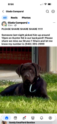 Lost Male Dog last seen Gunter Road, Grayson County, TX 76273