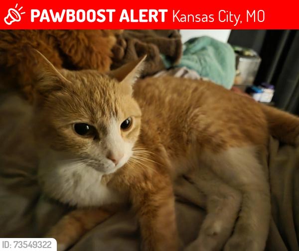 Lost Female Cat last seen Santa Fe Hills near 86th and Sweeney / Maiden, Kansas City, MO 64114
