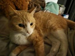 Lost Female Cat last seen Santa Fe Hills near 86th and Sweeney / Maiden, Kansas City, MO 64114