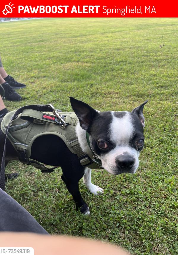 Lost Male Dog last seen Wason ave, Springfield, ma, Springfield, MA 01107