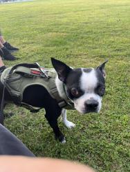 Lost Male Dog last seen Wason ave, Springfield, ma, Springfield, MA 01107