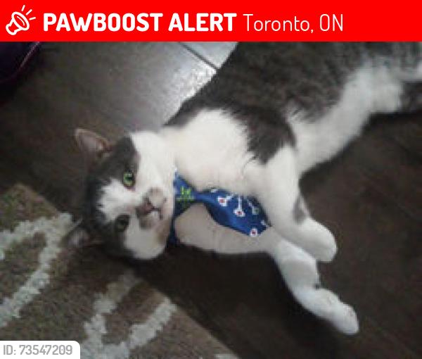 Lost Male Cat last seen Hilda Ave,, Toronto, ON 