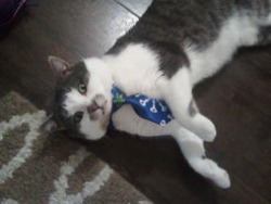 Lost Male Cat last seen Hilda Ave,, Toronto, ON 