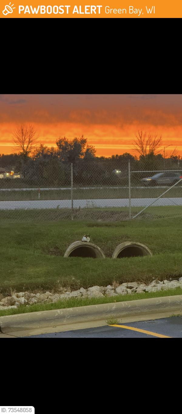 Found/Stray Unknown Cat last seen Behind Dorsch Ford Lincoln Kia between the parking lot and highway, Green Bay, WI 54311