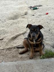 Lost Male Dog last seen Havana and 6th Ave, Aurora, CO 80010