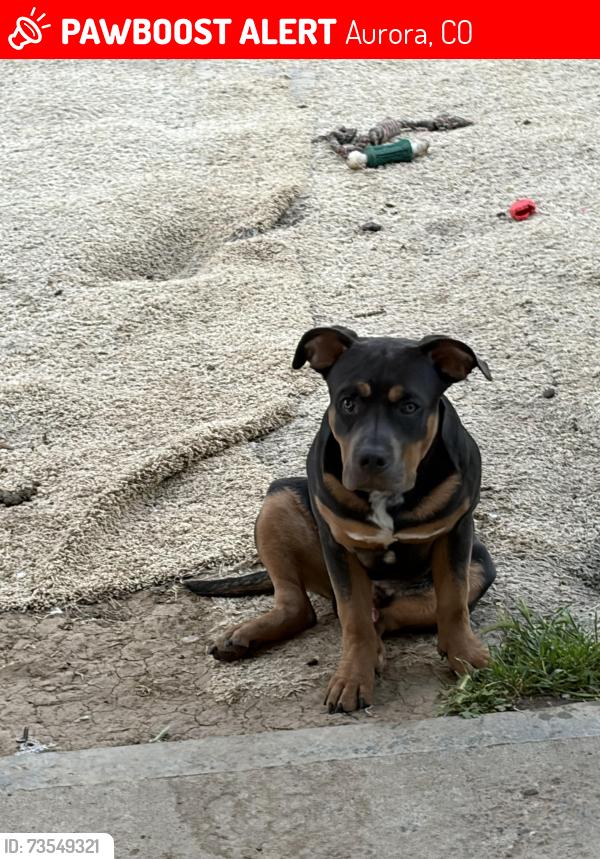 Lost Male Dog last seen Havana and 6th Ave, Aurora, CO 80010