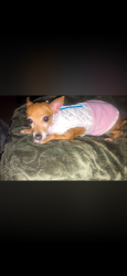 Reunited Female Dog last seen Lake mean Hollywood, Las Vegas, NV 89156