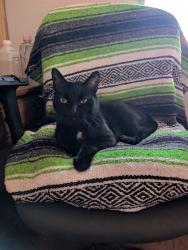 Lost Male Cat last seen Questra and 37th dr, Glendale, AZ 85310